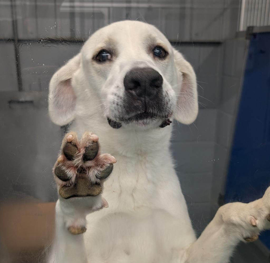 Enlarge Comet, a Adoptable mixed breed in Seven Points, TX image 1/3