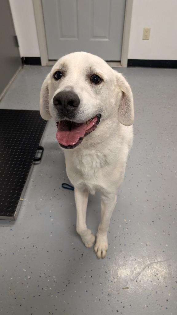 Enlarge Comet, a Adoptable mixed breed in Seven Points, TX image 3/3