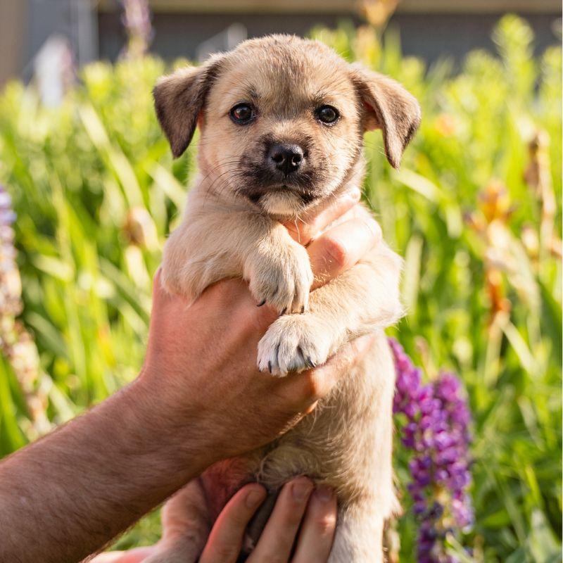 Buckwheat, adopted, Puppy Female Mixed Breed.