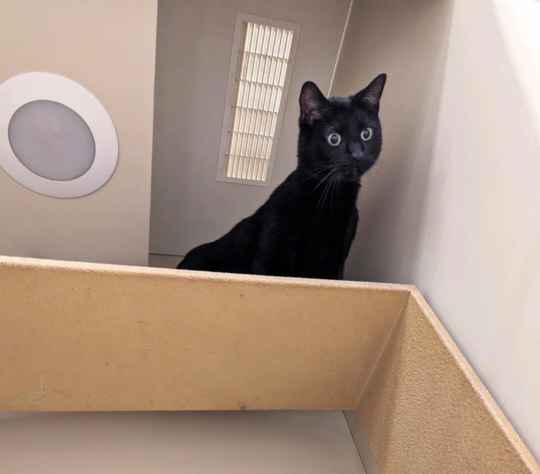 Zorro, Adult Male Domestic Short Hair