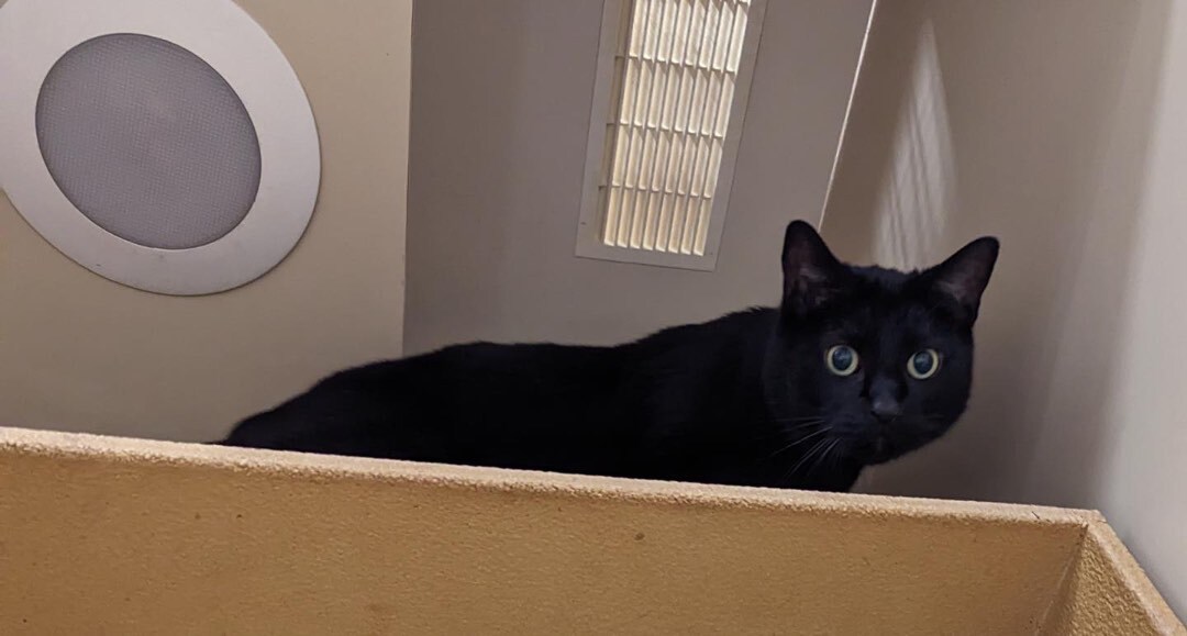 Zorro, a Adoptable Domestic Short Hair in Farmland, IN image 2/8