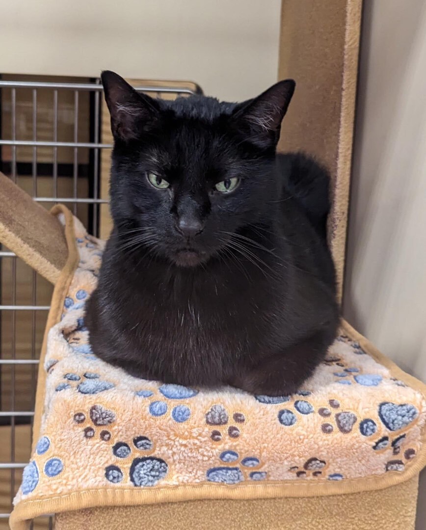 Zorro, a Adoptable Domestic Short Hair in Farmland, IN image 3/8