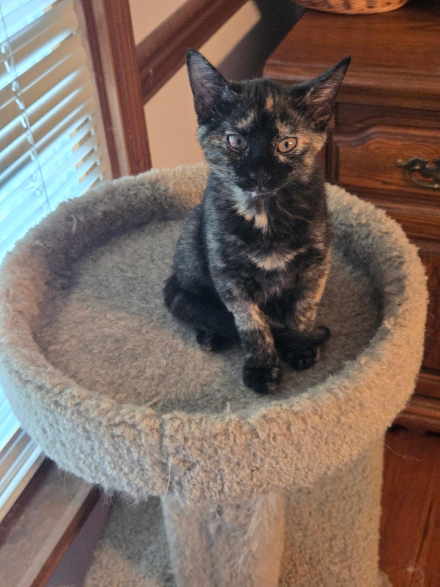 Enlarge Spice, an adopted Tortoiseshell in Jeffersonville, IN image 1/1