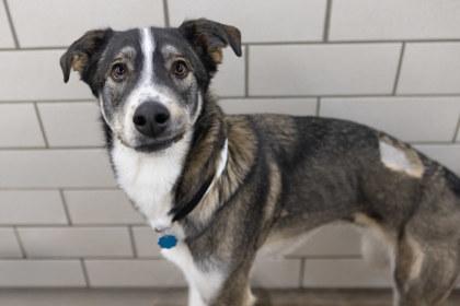 Enlarge Harvey, a Adoptable mixed breed in Golden Valley, MN image 1/3