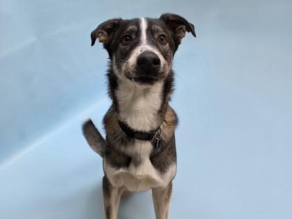 Enlarge Harvey, a Adoptable mixed breed in Golden Valley, MN image 2/3