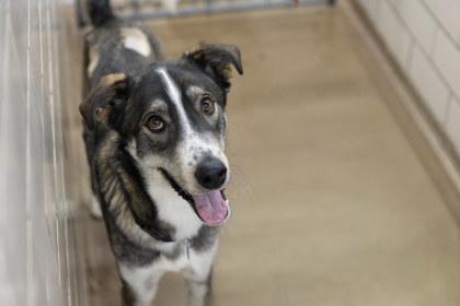 Enlarge Harvey, a Adoptable mixed breed in Golden Valley, MN image 3/3
