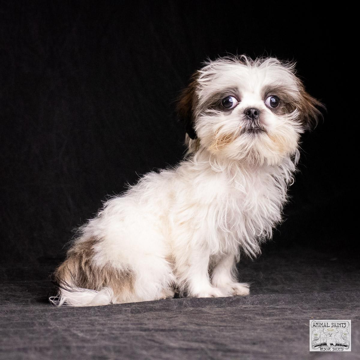 Enlarge Howie, a Adoptable mixed breed image 1/6