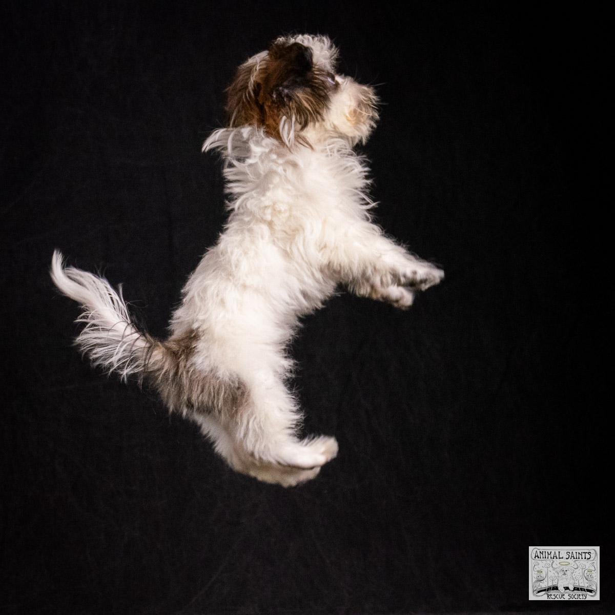 Enlarge Howie, a Adoptable mixed breed image 2/6