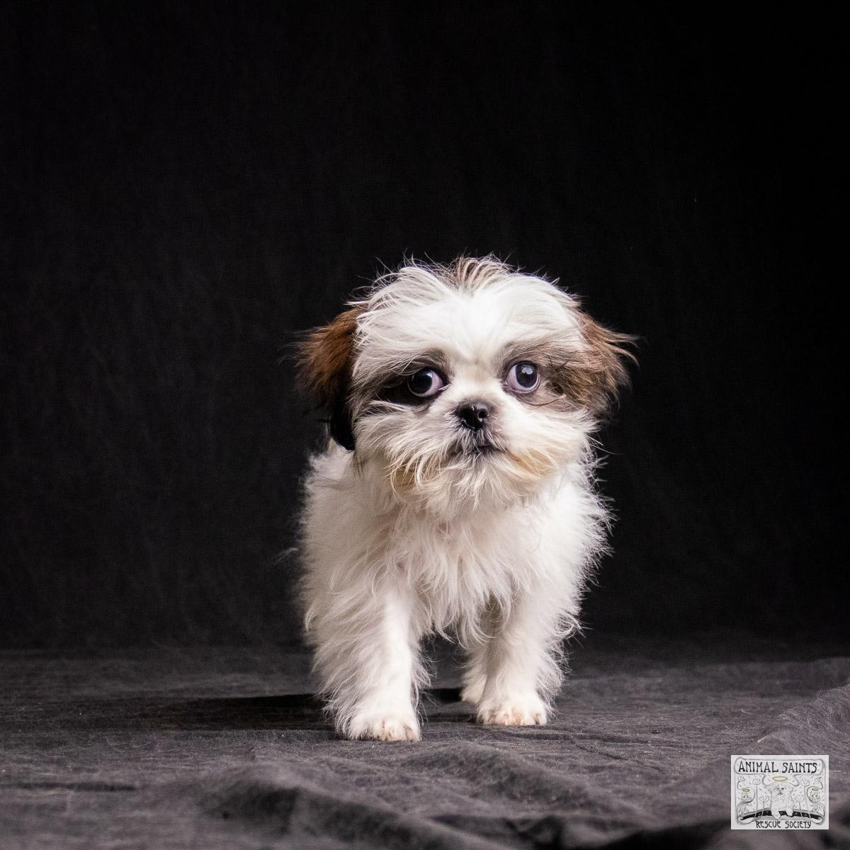 Enlarge Howie, a Adoptable mixed breed image 3/6