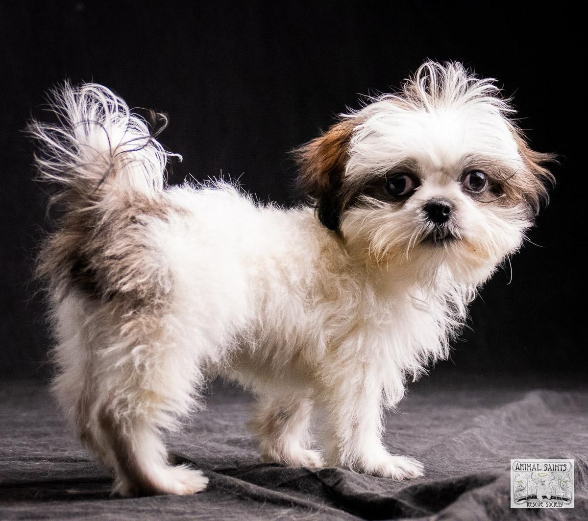 Enlarge Howie, a Adoptable mixed breed image 4/6