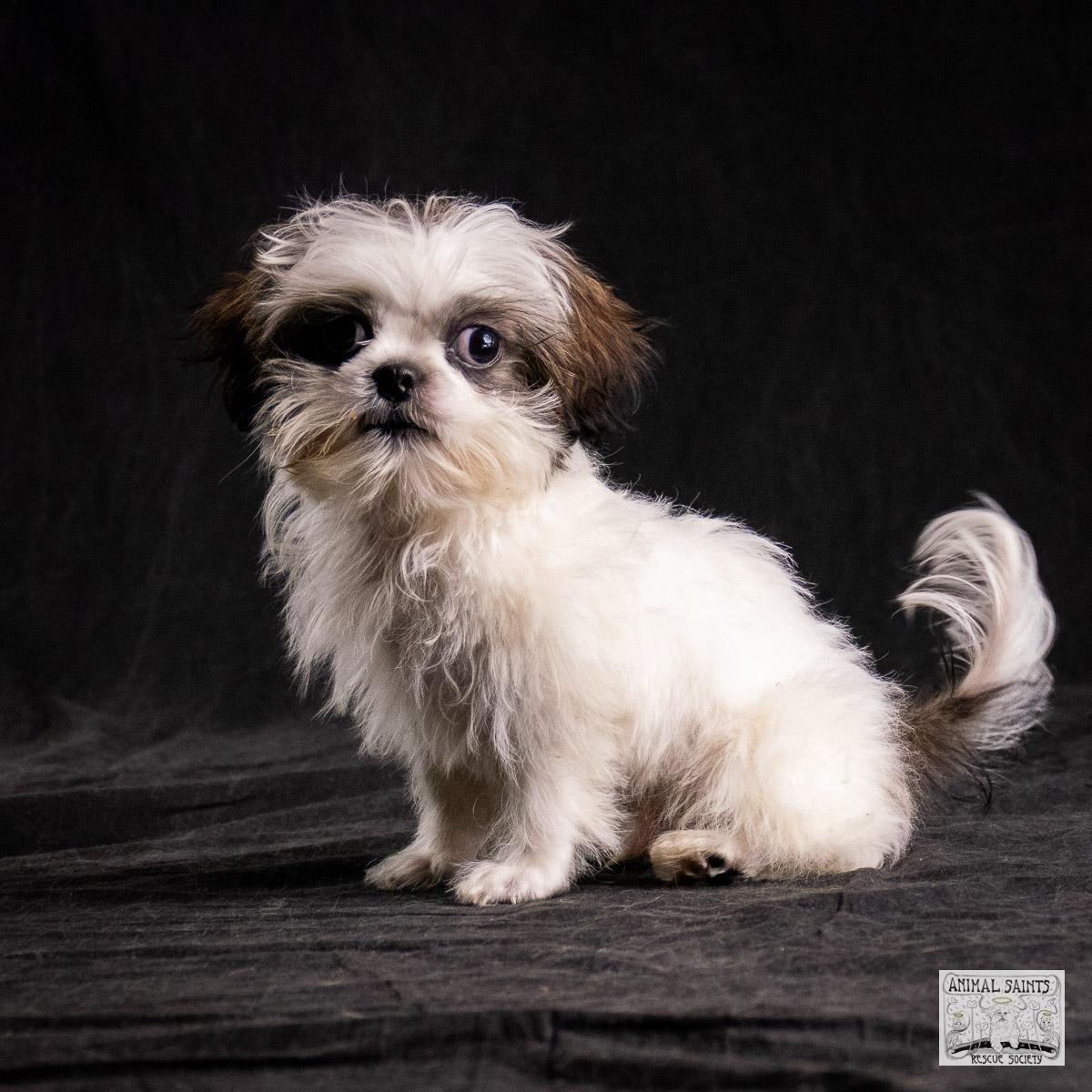 Enlarge Howie, a Adoptable mixed breed image 5/6