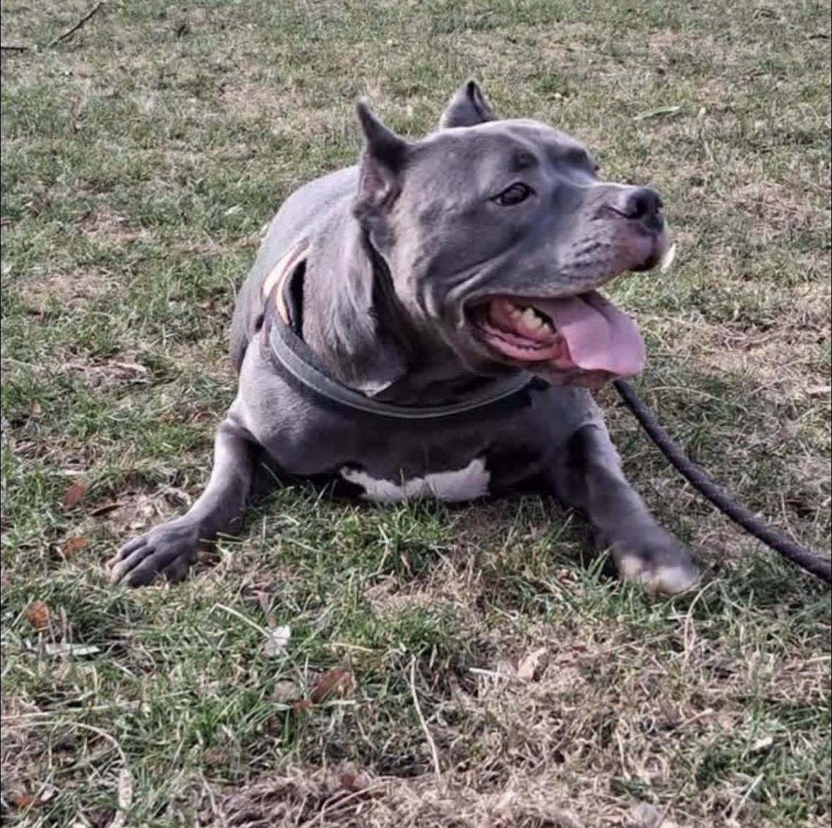 Crash, a ADOPTABLE mixed breed in Rochester, NY image 2/3