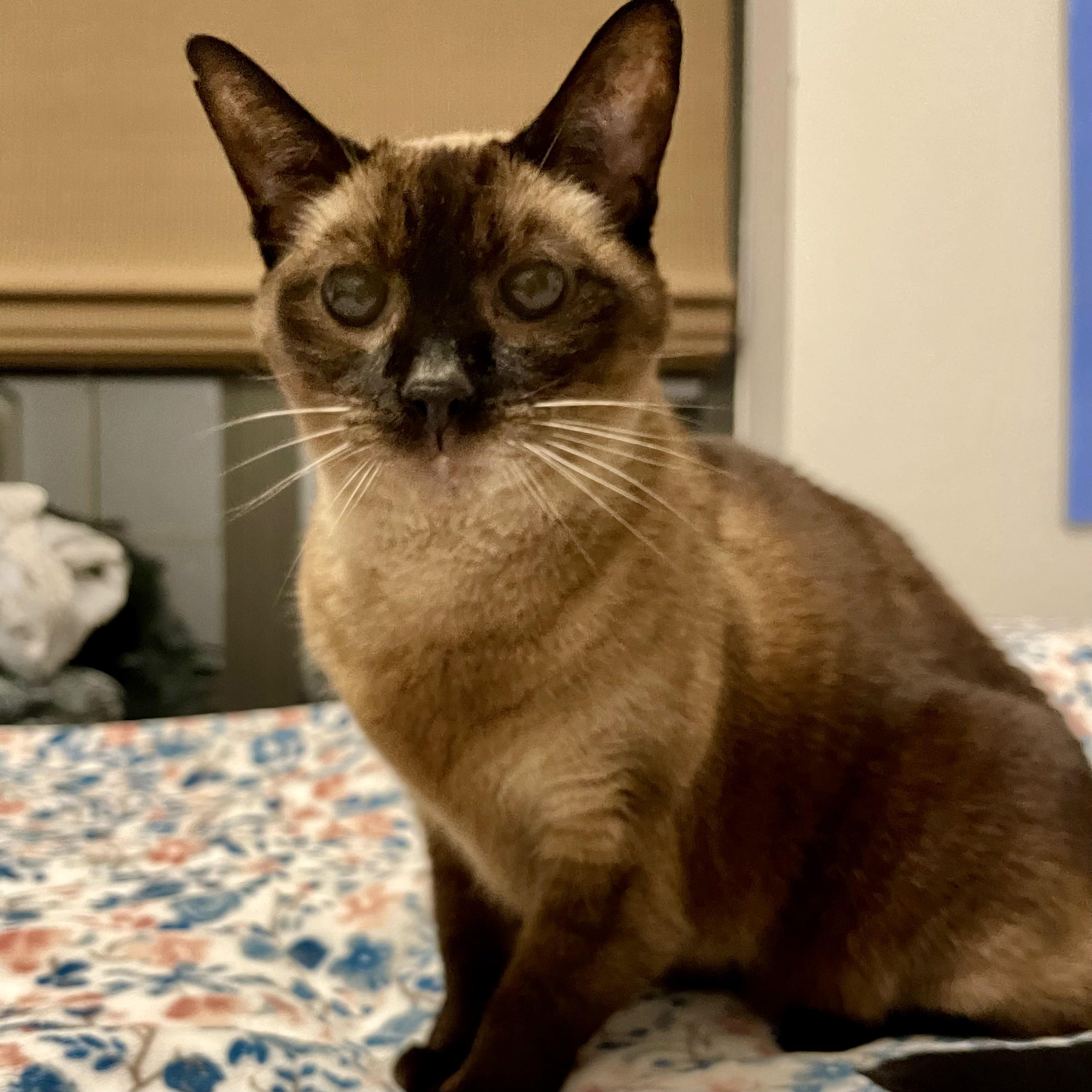 Scarlett, Senior Female unknown