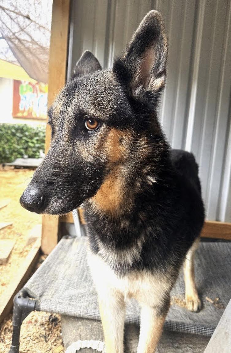 Enlarge Eli, a Adoptable German Shepherd Dog in Bethel, CT image 4/5