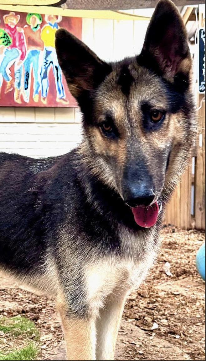 Enlarge Eli, a Adoptable German Shepherd Dog in Bethel, CT image 3/5