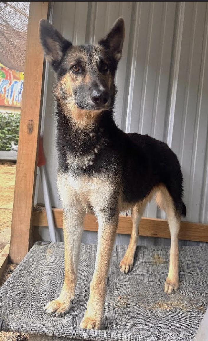Enlarge Eli, a Adoptable German Shepherd Dog in Bethel, CT image 2/5