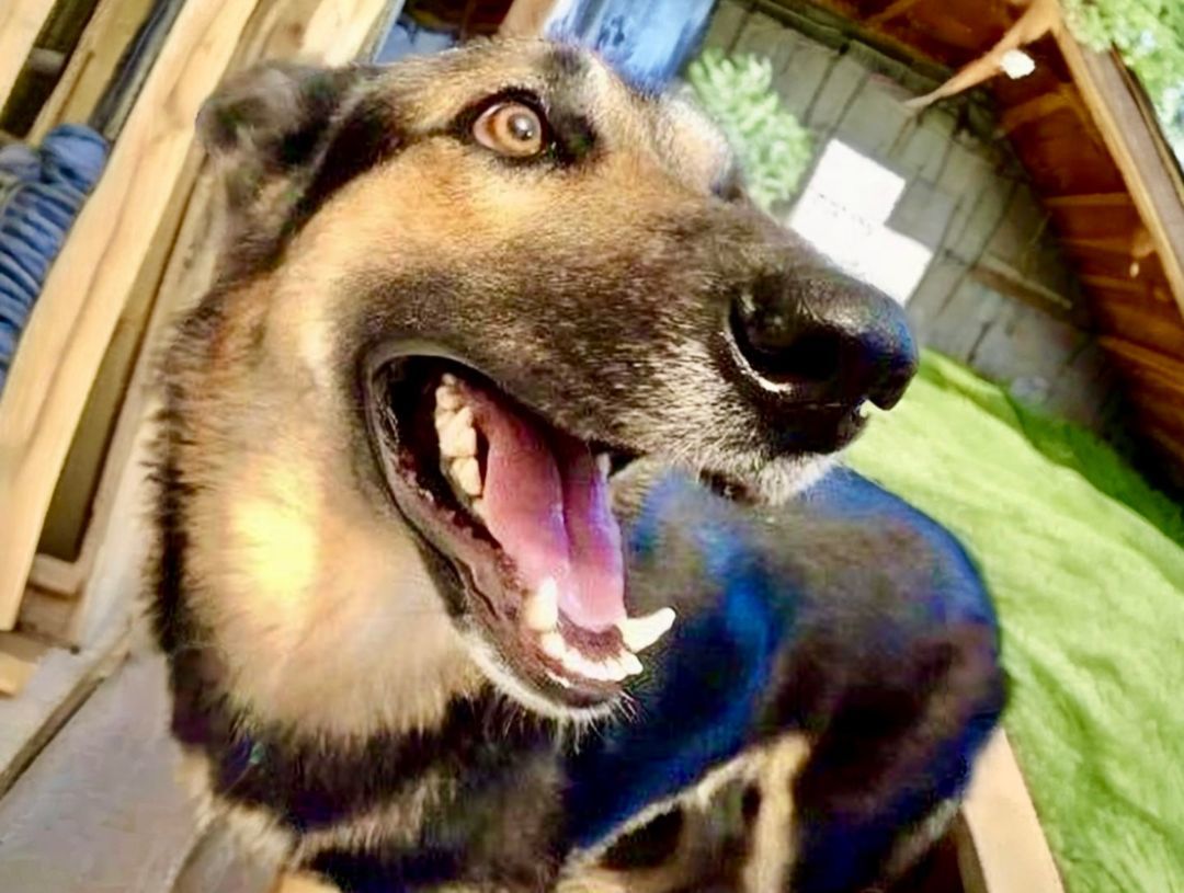 Enlarge Eli, a Adoptable German Shepherd Dog in Bethel, CT image 5/5