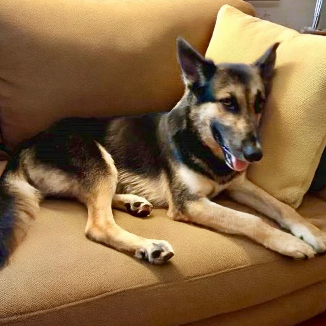 Enlarge Eli, a Adoptable German Shepherd Dog in Bethel, CT image 1/5