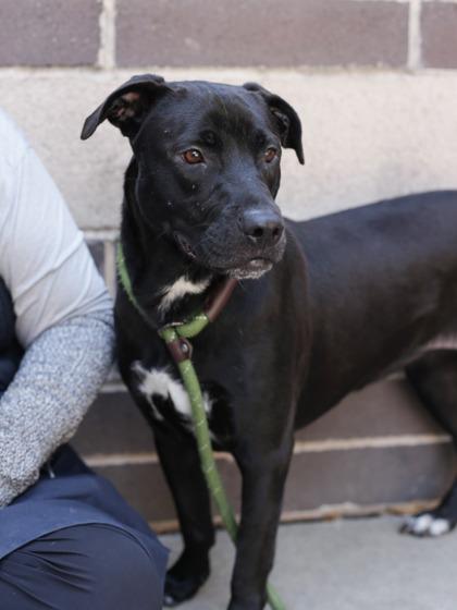 Enlarge Grace, a Adoptable Mixed Breed in Chamblee, GA image 4/5