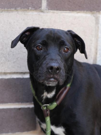 Enlarge Grace, a Adoptable Mixed Breed in Chamblee, GA image 5/5