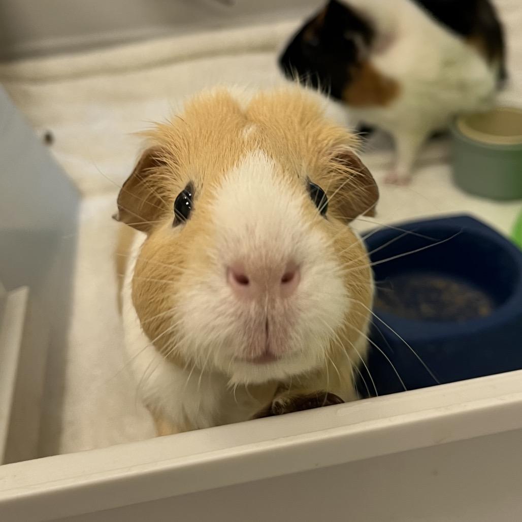 Blondie, Adoptable, Adult Female Guinea Pig.