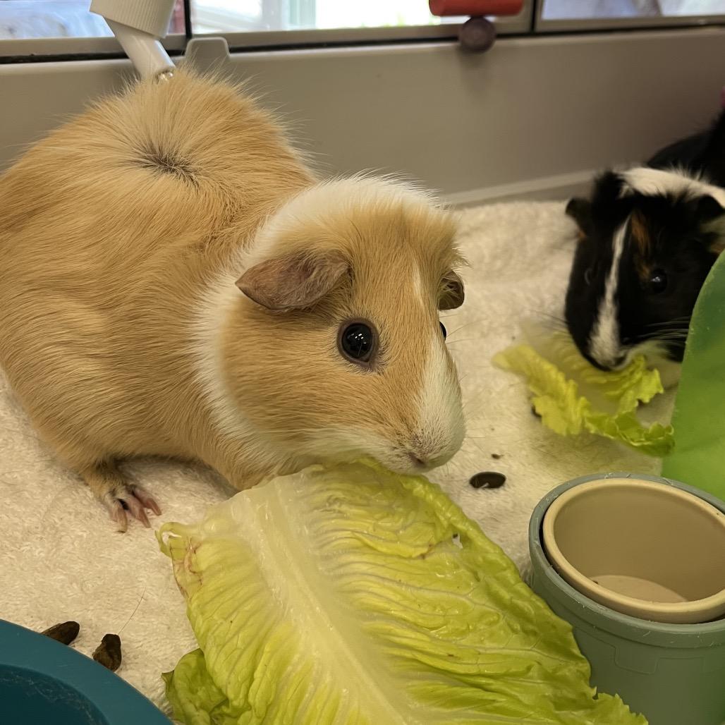 Blondie, a Adoptable Guinea Pig in Bedford, NH image 2/6
