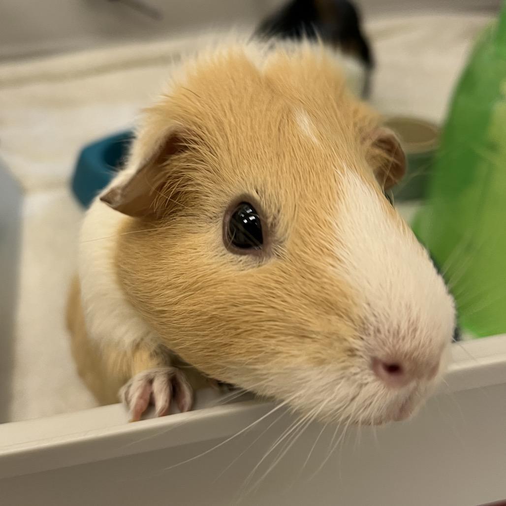 Blondie, a Adoptable Guinea Pig in Bedford, NH image 3/6