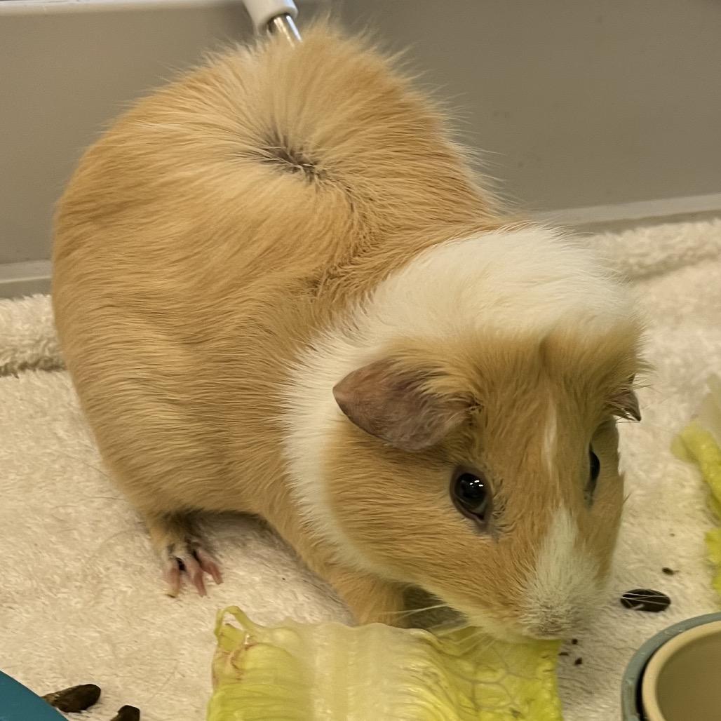 Blondie, a Adoptable Guinea Pig in Bedford, NH image 4/6