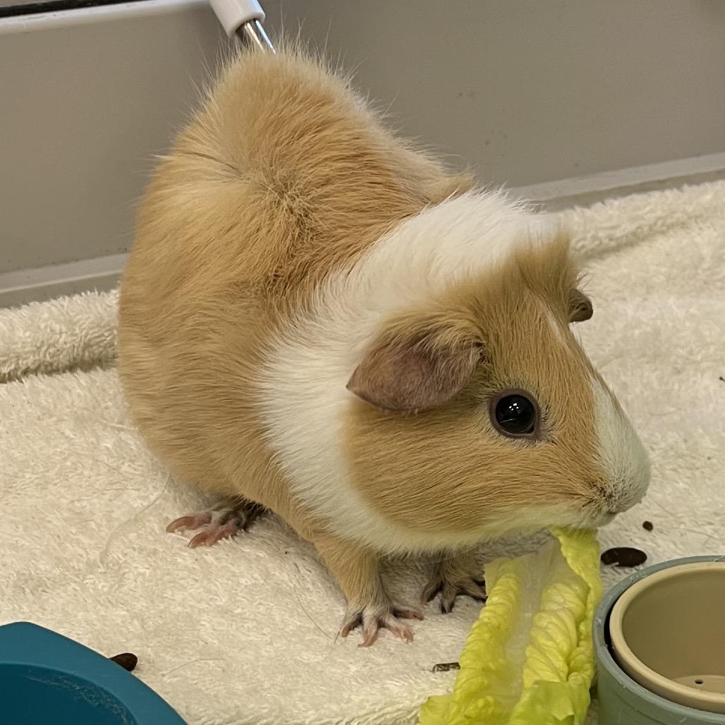 Blondie, a Adoptable Guinea Pig in Bedford, NH image 5/6