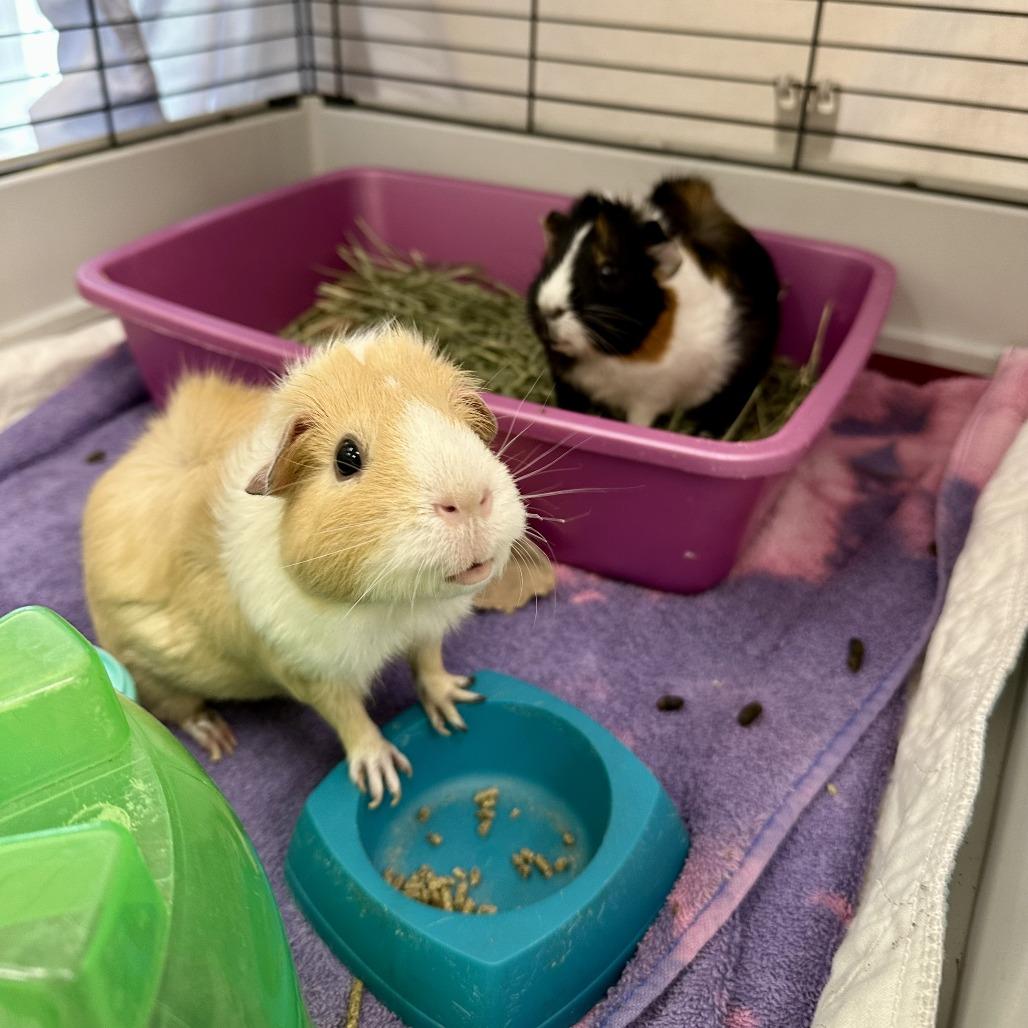 Enlarge Blondie, a Adoptable Guinea Pig in Bedford, NH image 4/4