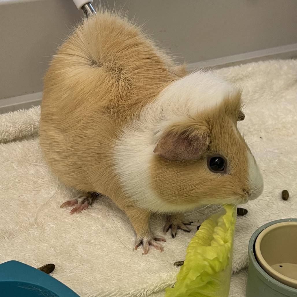 Blondie, a Adoptable Guinea Pig in Bedford, NH image 6/6