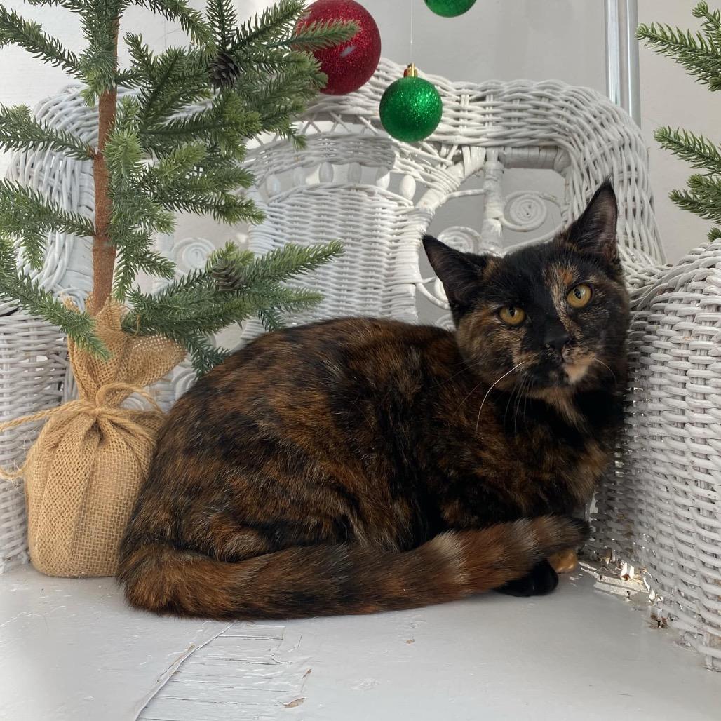 Enlarge Abba Zaba 55332, a Adoptable Domestic Short Hair in Eaton Rapids, MI image 1/3