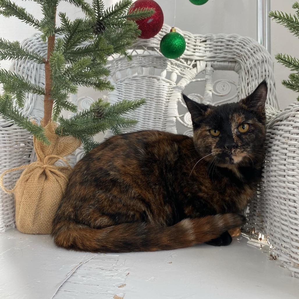 Enlarge Abba Zaba 55332, a Adoptable Domestic Short Hair in Eaton Rapids, MI image 3/3