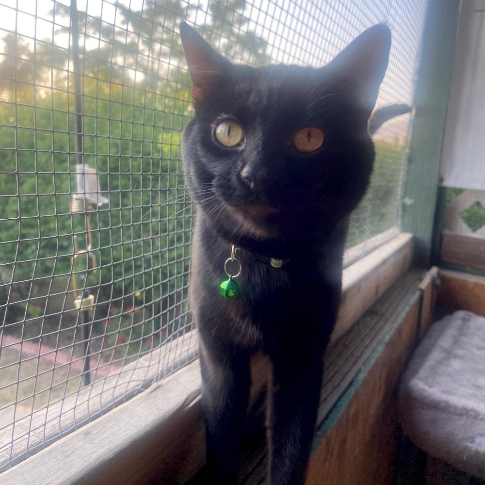 Enlarge JS 2, a Adoptable Domestic Short Hair in Redlands, CA image 1/2