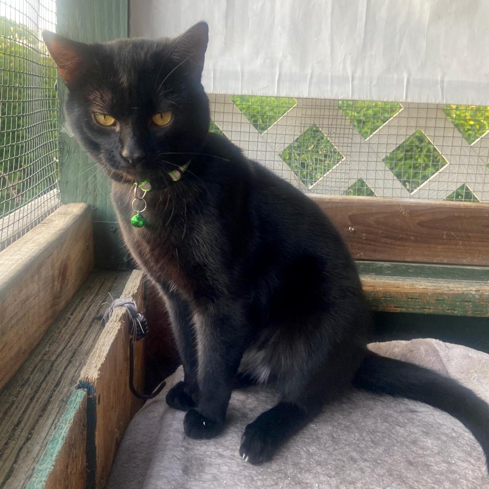 Enlarge JS 2, a Adoptable Domestic Short Hair in Redlands, CA image 2/2