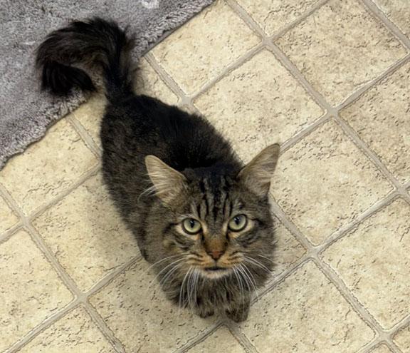 Enlarge Mochii, a Adoptable Domestic Medium Hair in Gardnerville, NV image 1/3