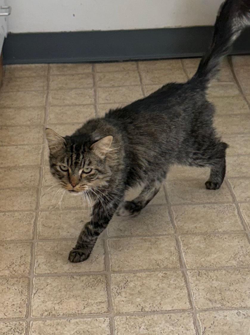 Enlarge Mochii, a Adoptable Domestic Medium Hair in Gardnerville, NV image 2/3