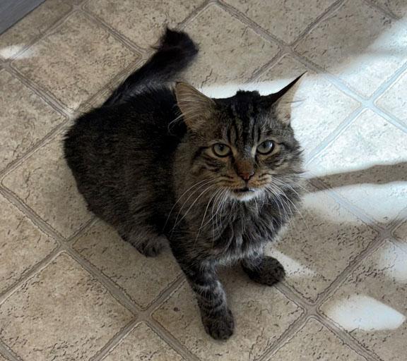 Enlarge Mochii, a Adoptable Domestic Medium Hair in Gardnerville, NV image 3/3