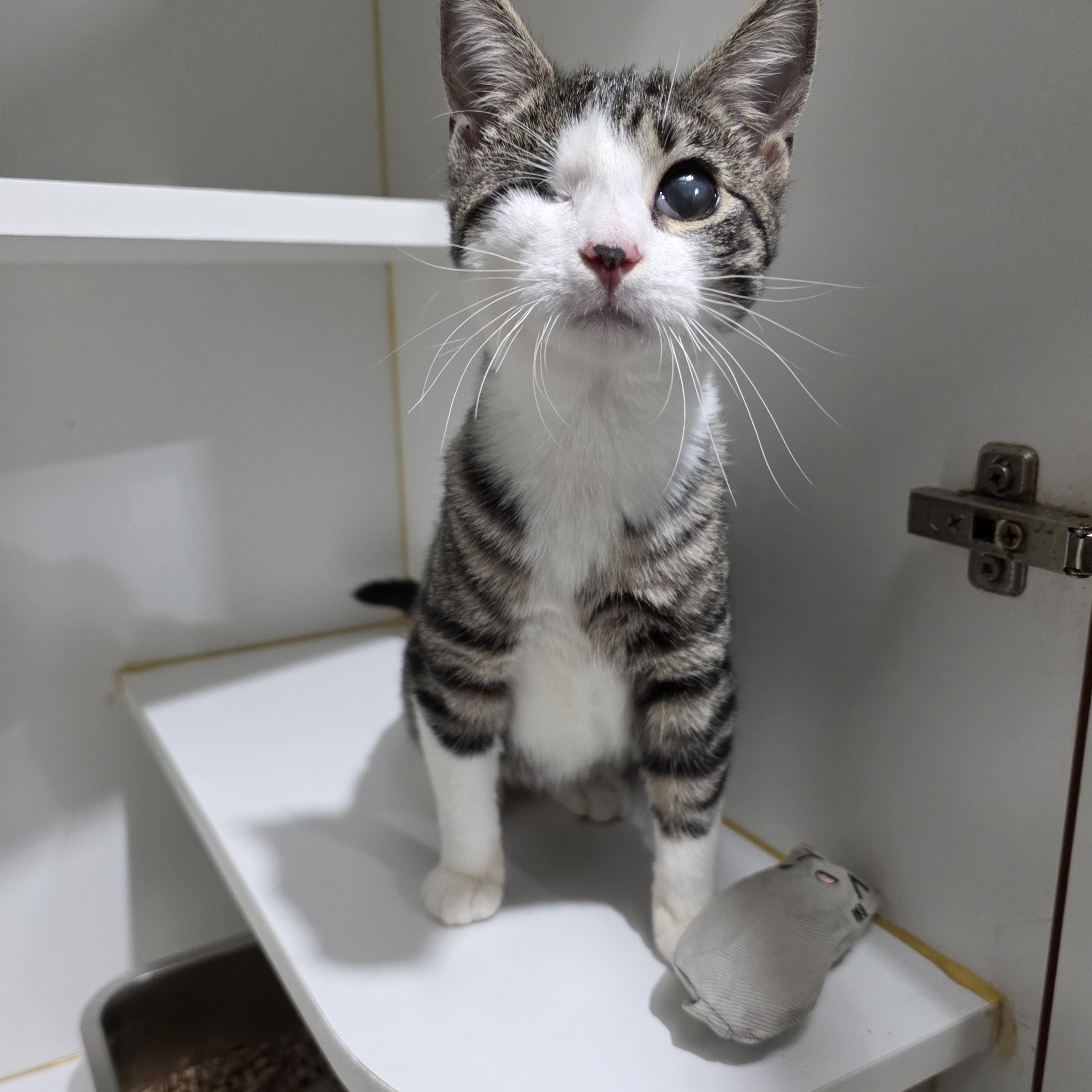 Holly, Adoptable, Kitten Female Domestic Short Hair & Tabby.