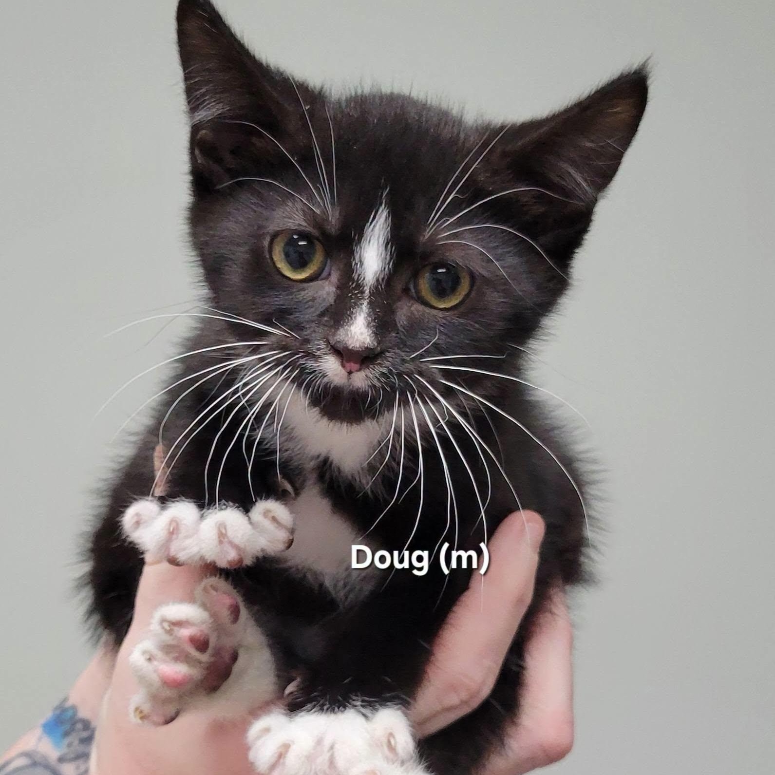 Doug, adopted, Kitten Male Domestic Short Hair.