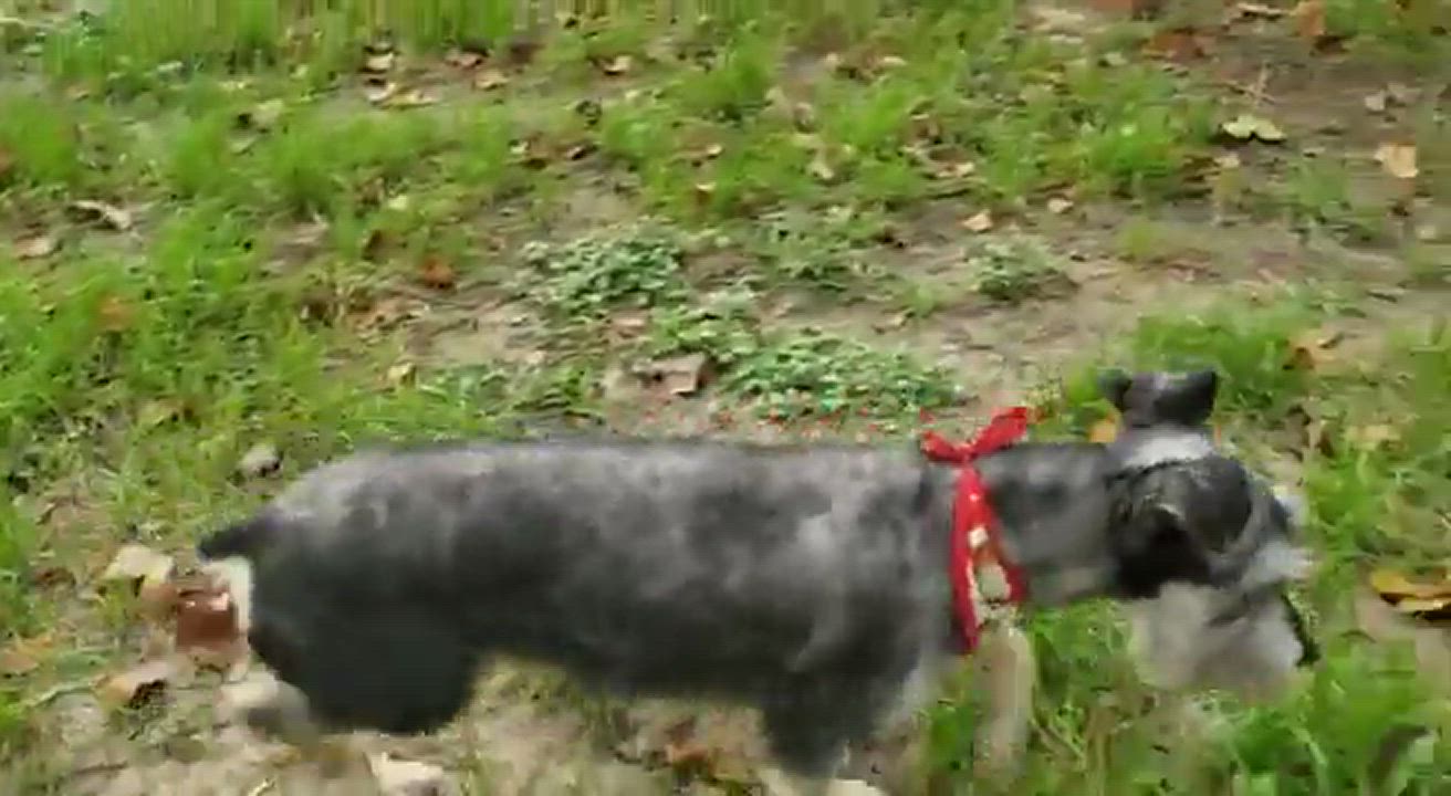 Enlarge Bonnie, a Adopted mixed breed in Washington , DC video 6/11