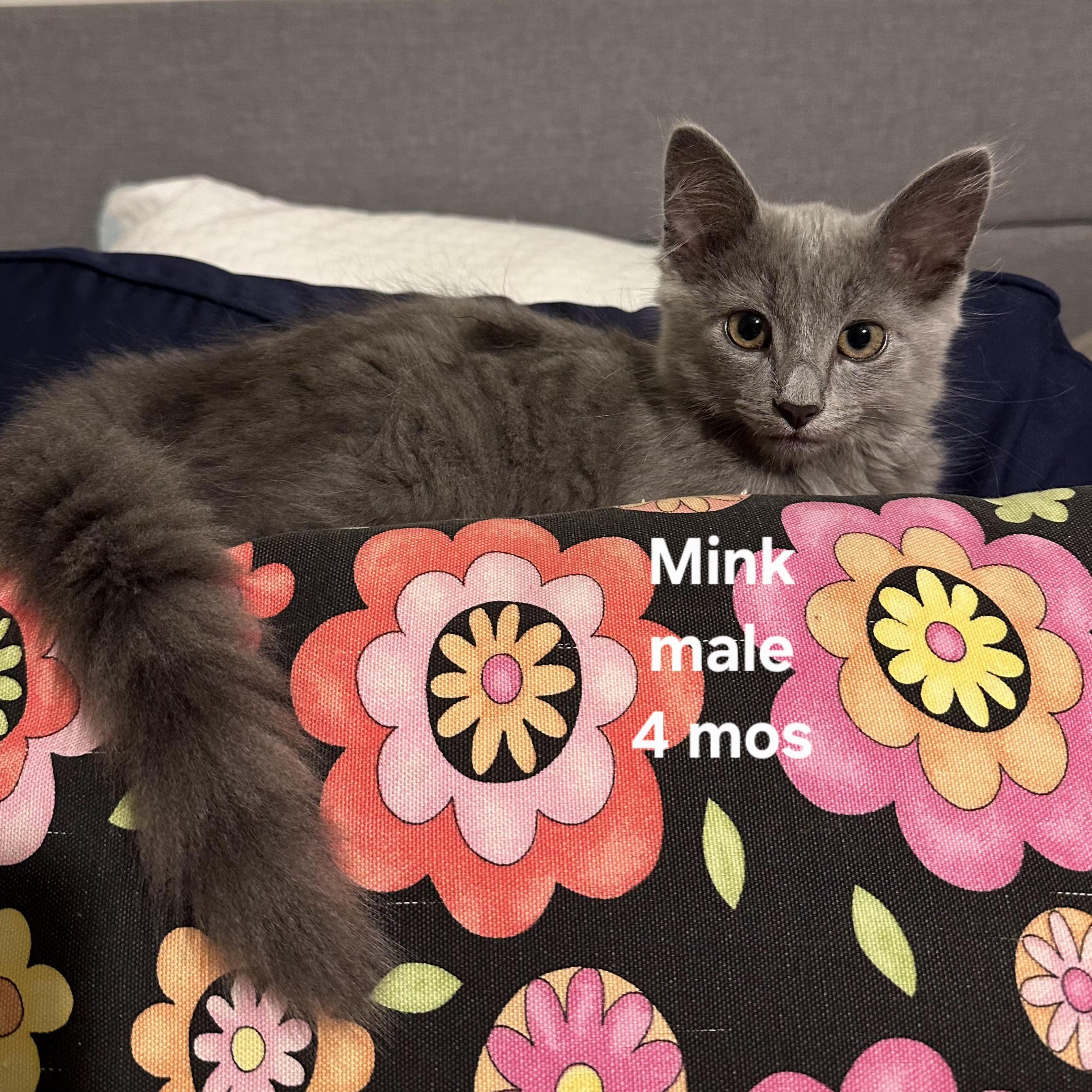 Mink photo 1