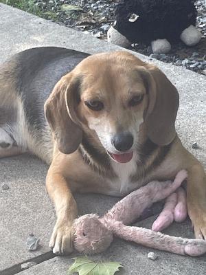 Chunk, a Adopted Beagle in Fincastle, VA image 1/2