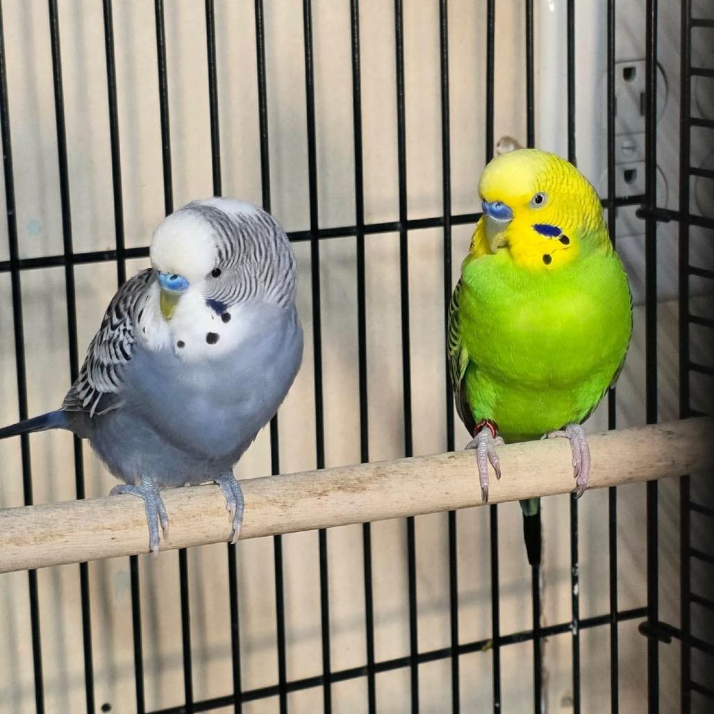 Mitch and Cam, Adoptable, Young Male Parakeet (Other).