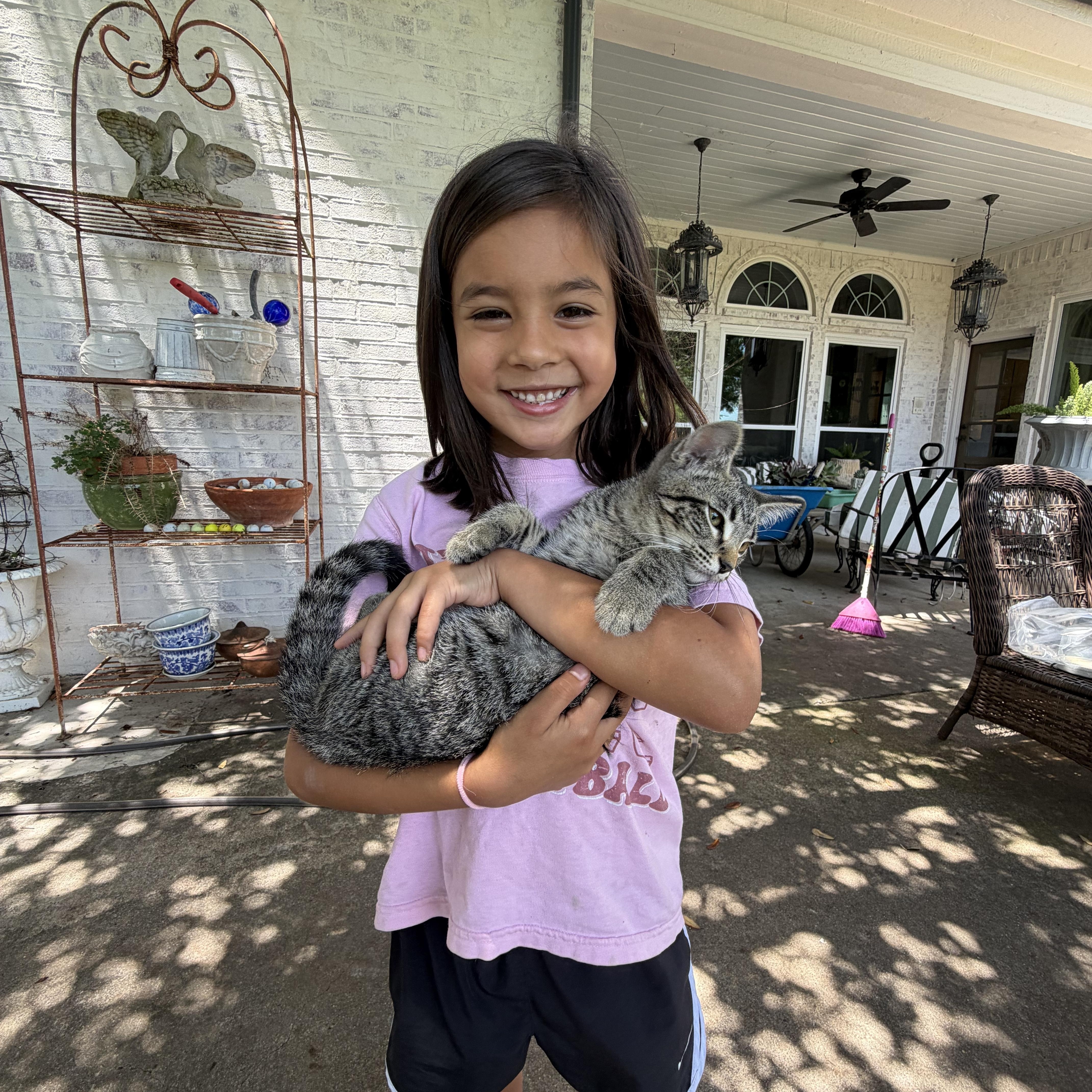 Enlarge Queenie, a ADOPTABLE Domestic Short Hair in Fort Worth, TX image 2/5