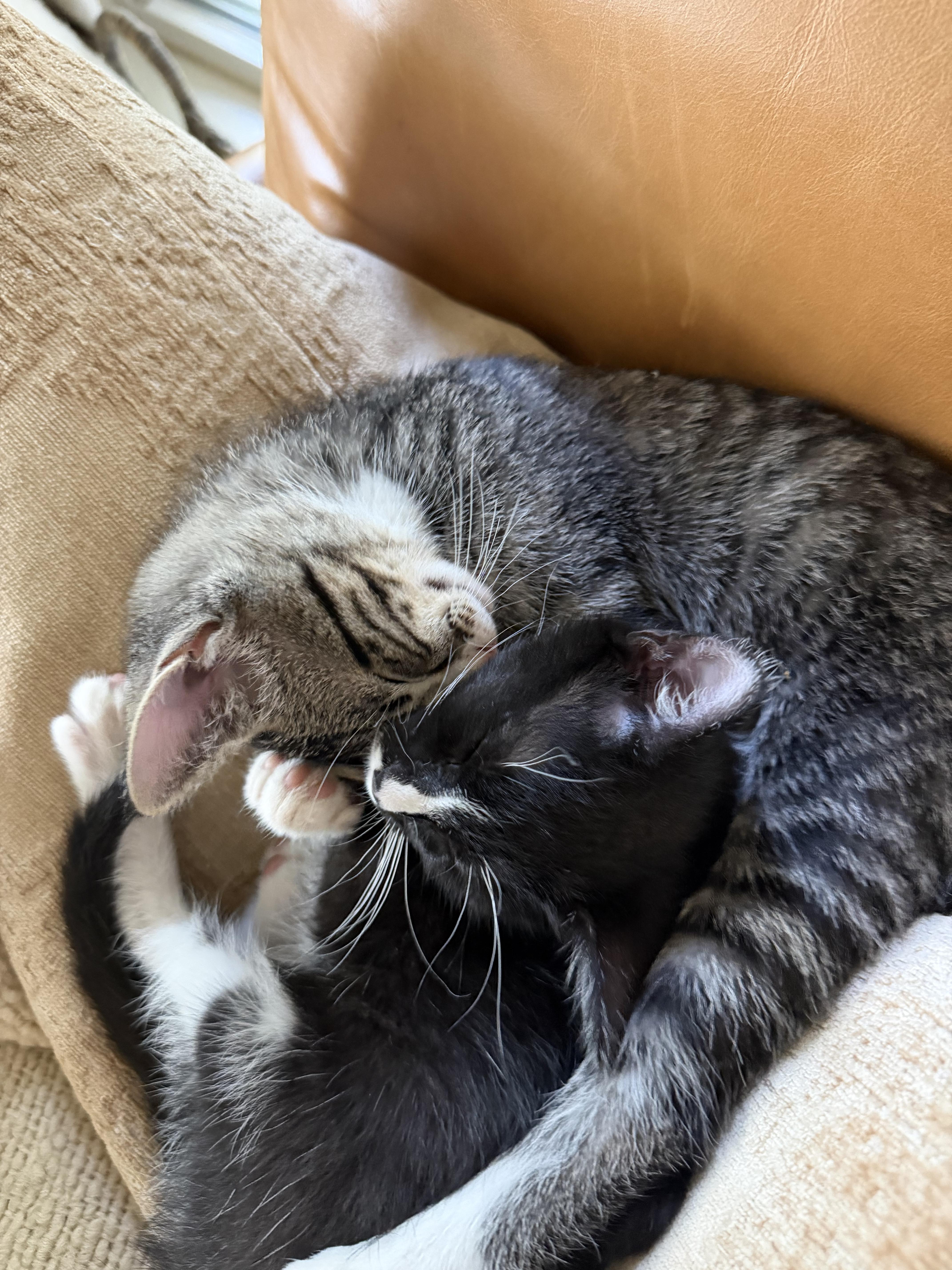 Enlarge Queenie, a ADOPTABLE Domestic Short Hair in Fort Worth, TX image 4/5