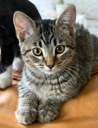 Enlarge Queenie, a ADOPTABLE Domestic Short Hair in Fort Worth, TX image 1/5