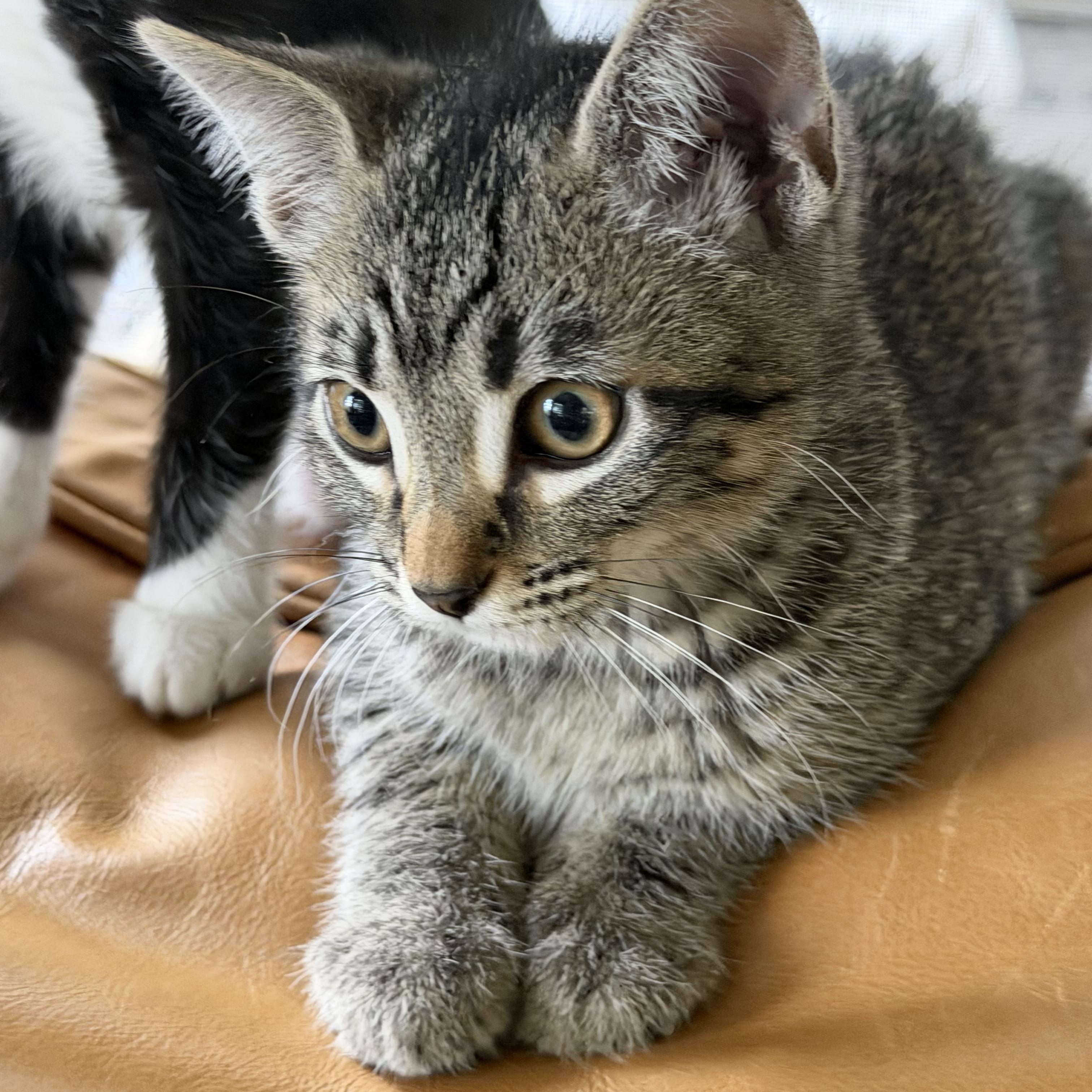 Enlarge Queenie, a ADOPTABLE Domestic Short Hair in Fort Worth, TX image 5/5
