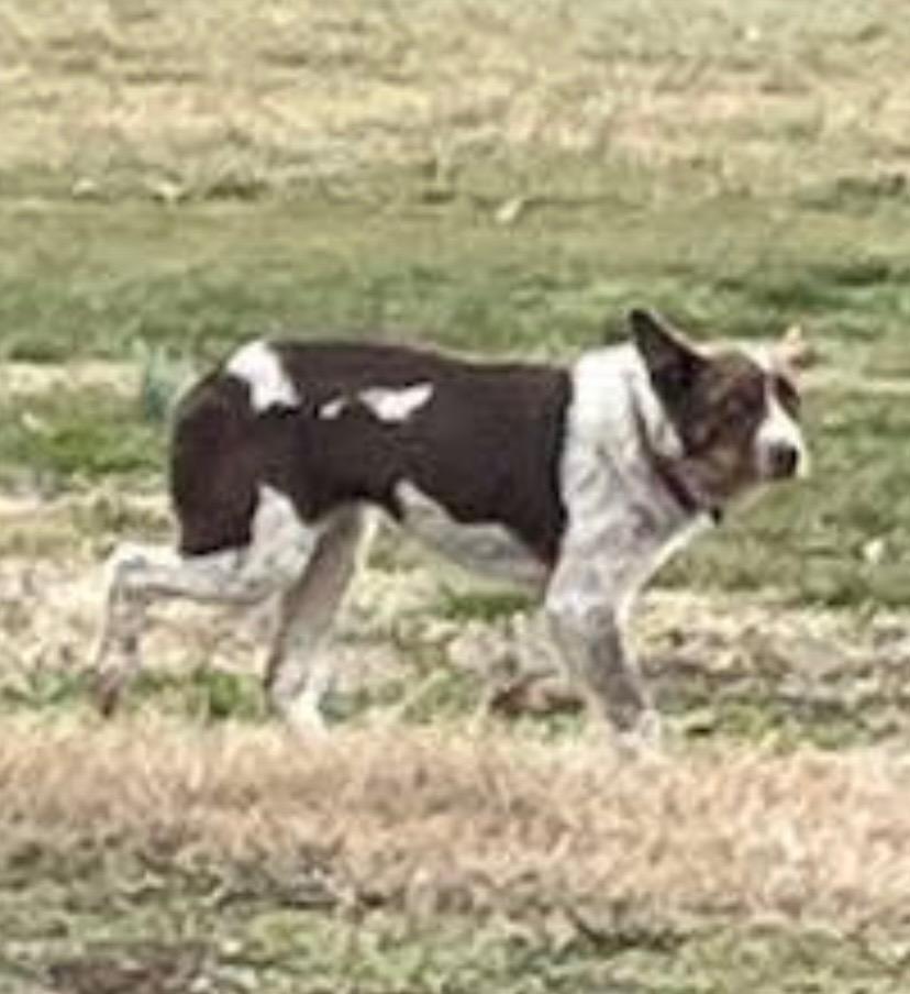 Enlarge Taylor, a Adoptable mixed breed in Shelbyville, TN image 1/1