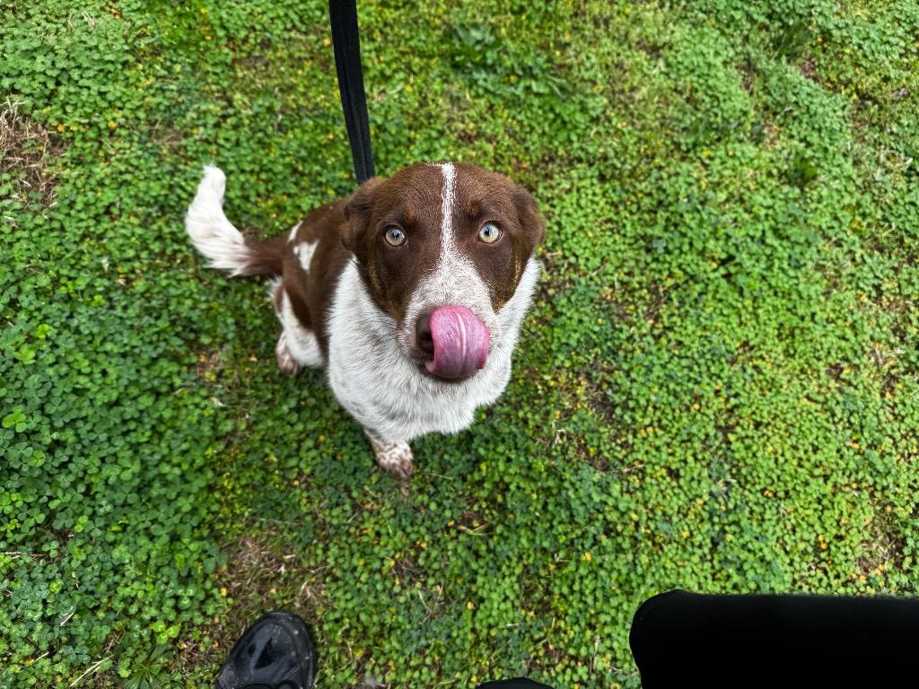 Enlarge Taylor, a Adopted mixed breed in Shelbyville, TN image 1/1